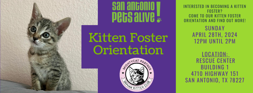 SAPA! Kitten Foster Orientation